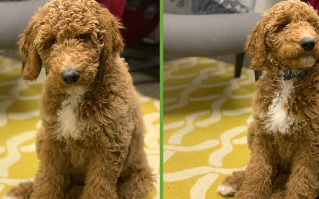 side by side pictures of Hopper the golden doodle